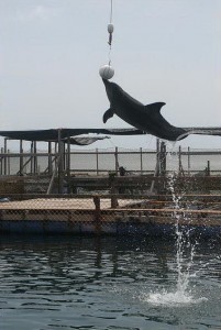 Dolphin Lodge Serangan