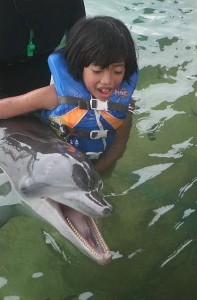 dolphin lodge serangan