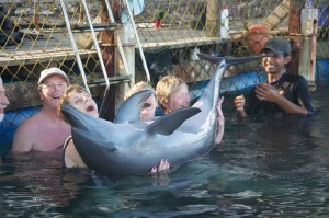 dolphin lodge serangan 6